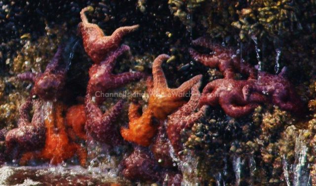 Seastars starfish channel islands whale watching