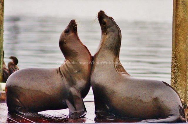 Sea lions Channel Islands Whale Watching