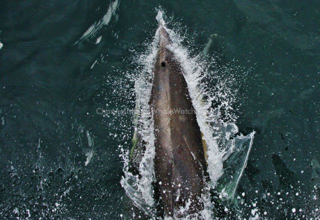 Common Dolphin Channel Islands Whale Watching