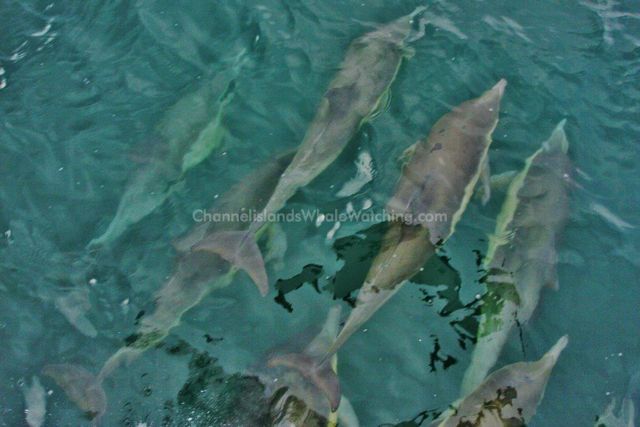 Common Dolphin Channel Islands Whale Watching