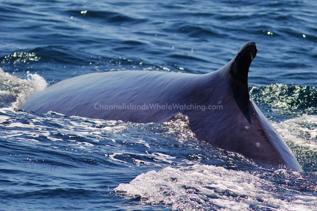 Finback Whales Channel Islands Whale Watching