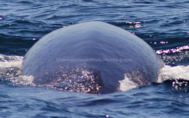 Finback Whales Channel Islands Whale Watching