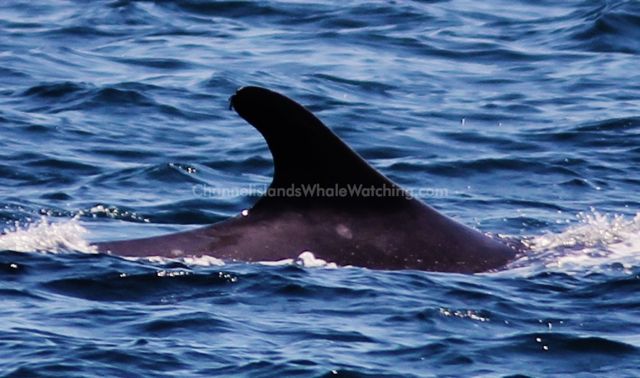 Finback Whales Channel Islands Whale Watching