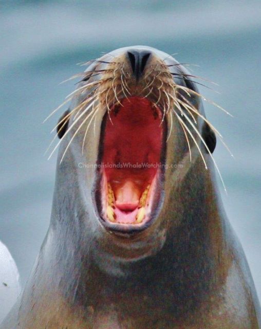 Sea lions Channel Islands Whale Watching