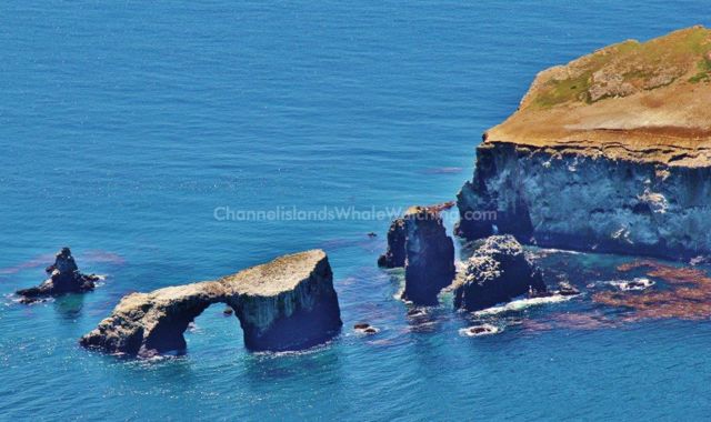 Anacapa Island Channel Islands Whale Watching