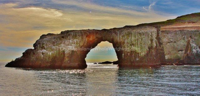 Anacapa Island Channel Islands Whale Watching Arch Rock 