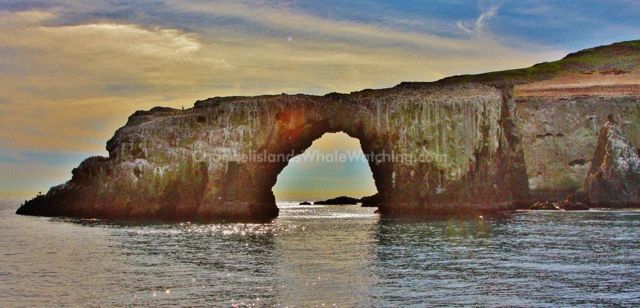 Anacapa Island Channel Islands Whale Watching