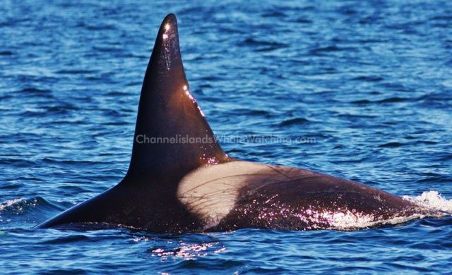 Channel Islands Whale Watching