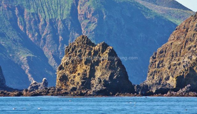 Anacapa Island Channel Islands Whale Watching