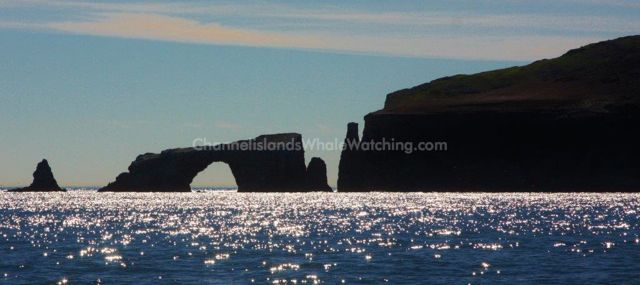 Anacapa Island Channel Islands Whale Watching