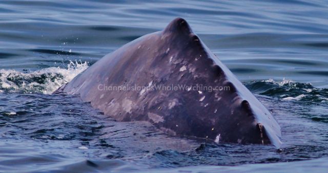 Grey Whale Whale Watching Channel Islands Whale Watching