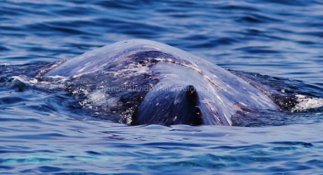 Grey Whale Whale Watching Channel Islands Whale Watching