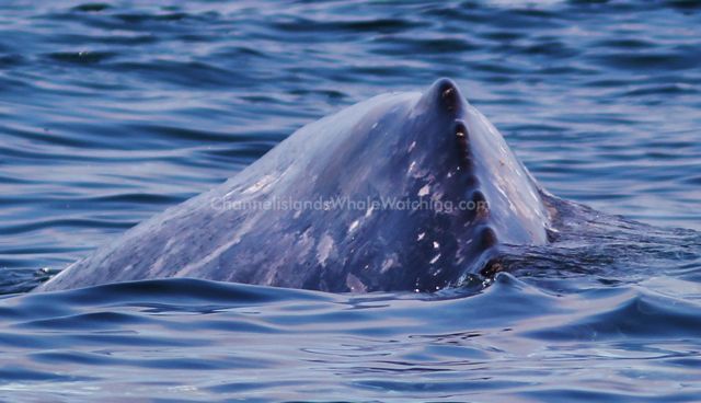 Grey Whale Whale Watching Channel Islands Whale Watching