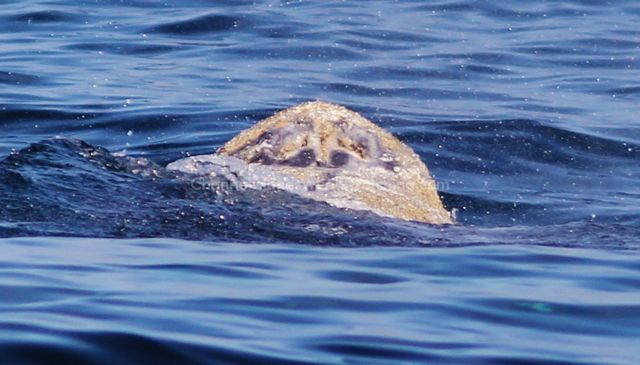 Grey Whale Whale Watching Channel Islands Whale Watching