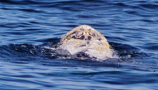 Grey Whale Whale Watching Channel Islands Whale Watching