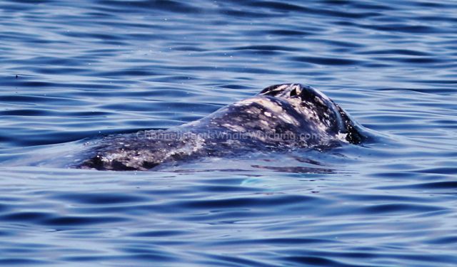 Grey Whale Whale Watching Channel Islands Whale Watching