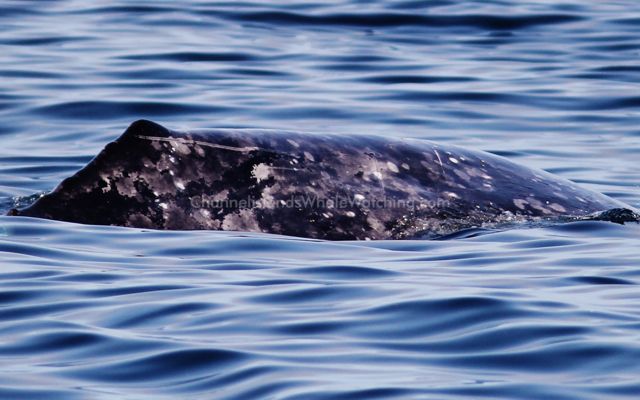 Grey Whale Whale Watching Channel Islands Whale Watching