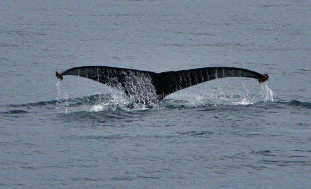 Channel Islands Whale Watching