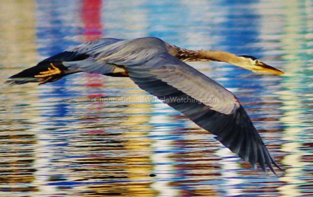 Brown Pelican Anacapa Islands Channel Islands Whale Watching