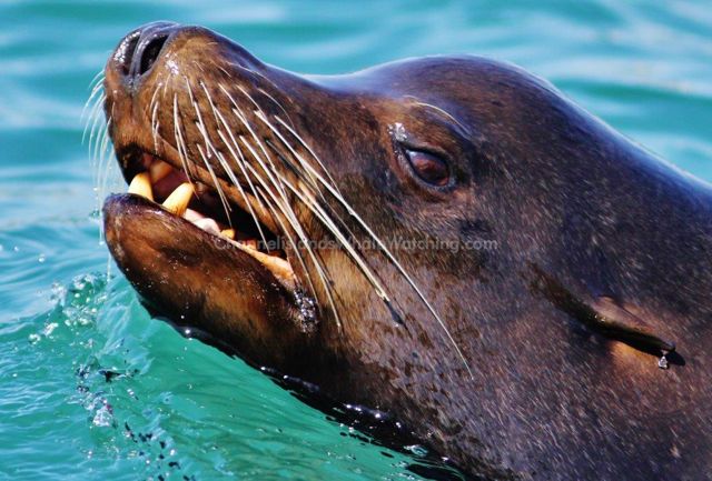 Sea lions Channel Islands Whale Watching