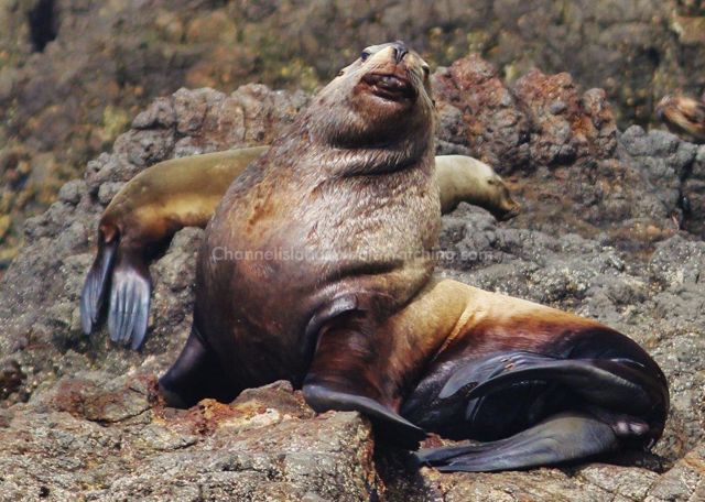 Sea lions Channel Islands Whale Watching