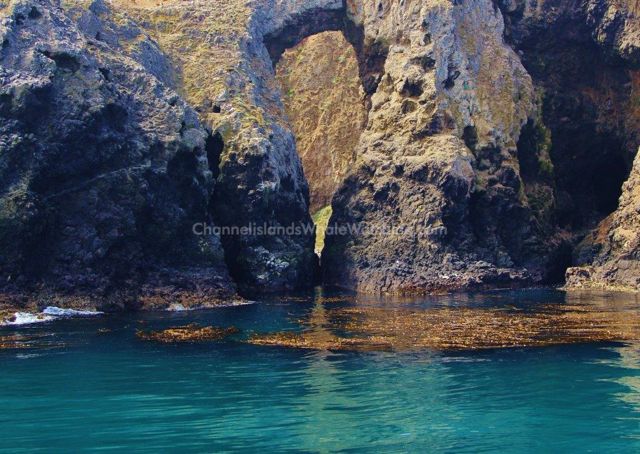 Anacapa Island Channel Islands Whale Watching