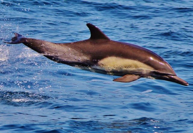 Common Dolphin Channel Islands Whale Watching