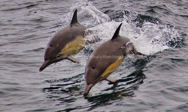 Common Dolphin Channel Islands Whale Watching