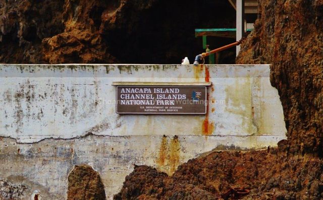 Anacapa Island Channel Islands Whale Watching