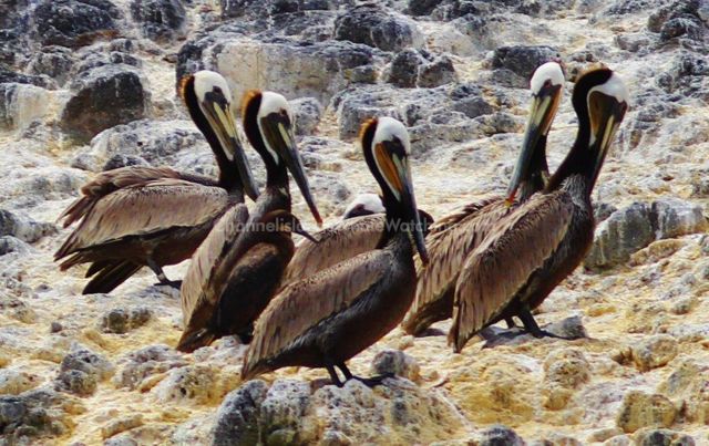 Brown Pelican Anacapa Islands Channel Islands Whale Watching