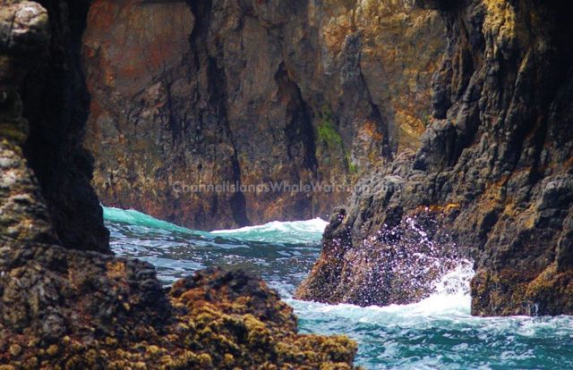 Anacapa Island Channel Islands Whale Watching