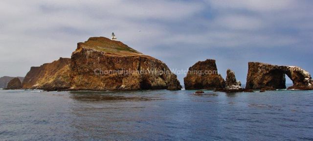 Anacapa Island Channel Islands Whale Watching