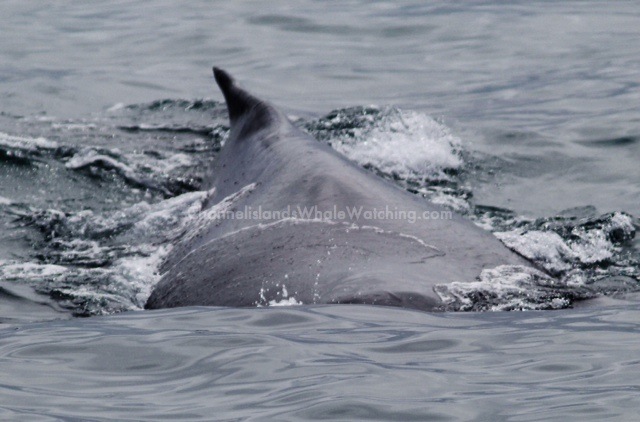 Humpback Whales Channel Islands Whale Watching