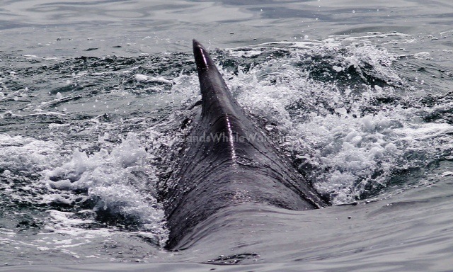 Humpback Whales Channel Islands Whale Watching