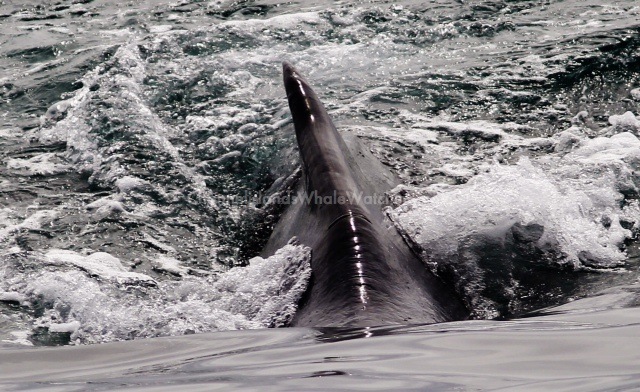 Humpback Whales Channel Islands Whale Watching