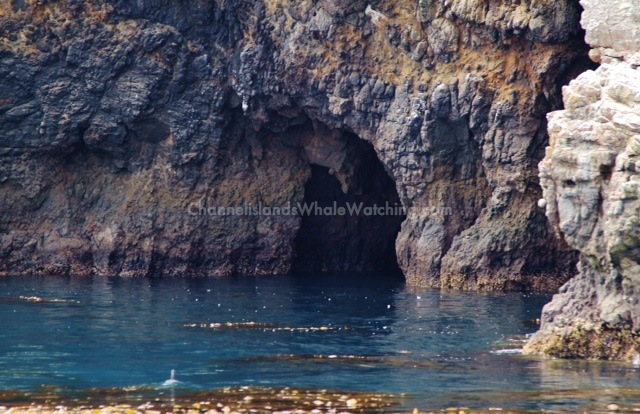 Anacapa Island Channel Islands Whale Watching Seafari Tour