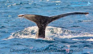 channel islands wildlife tour