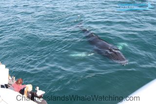 channel islands wildlife tour